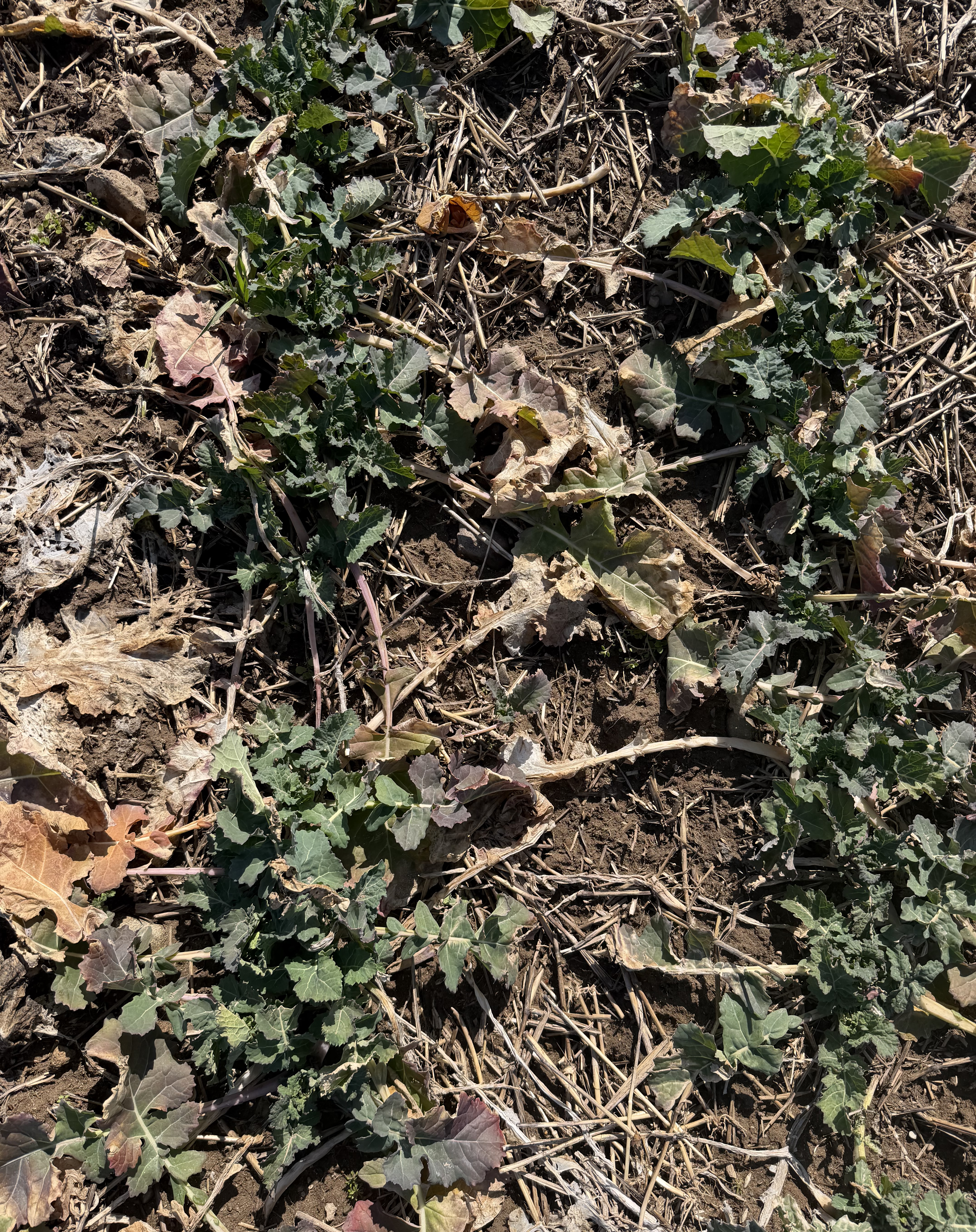 Overhead view of a patchy canola stand with clusters of green plants interspersed with bare soil and crop residue, indicating uneven establishment and plant stress.